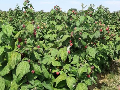 Prva berba malina u voćnjaku Borinci