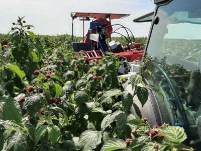 Prva berba malina u voćnjaku Borinci