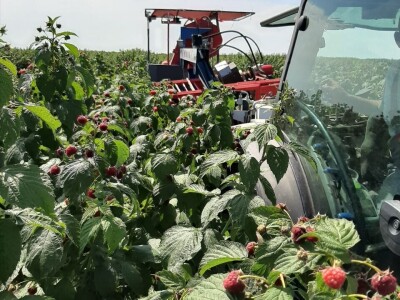 Prva berba malina u voćnjaku Borinci