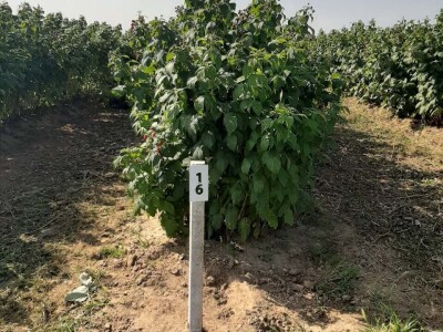 Prva berba malina u voćnjaku Borinci