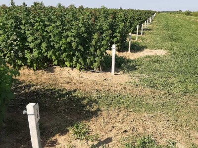 Prva berba malina u voćnjaku Borinci