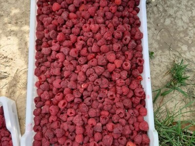 Prva berba malina u voćnjaku Borinci