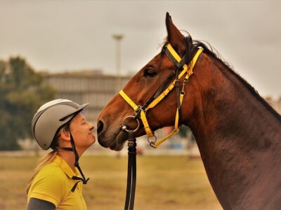 Prva Endurance utrka konja na zagrebačkom Hipodromu