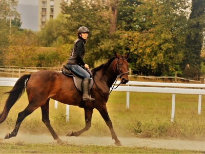 Prva Endurance utrka konja na zagrebačkom Hipodromu