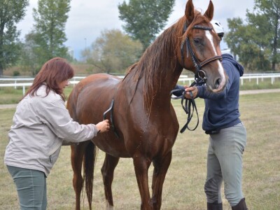 Prva Endurance utrka konja na zagrebačkom Hipodromu