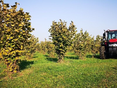 Prva hrvatska hrana za pse