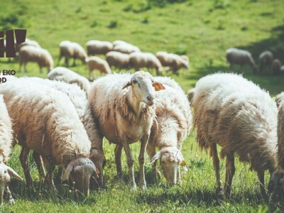 Prva istarska konferencija o ekološkog poljoprivredi "Zemlja ti je mati"