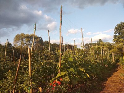 Prva urbana bašta u BiH: Kako su građani od zapuštenog gradskog zemljišta napravili vrt prepun povrća uzgojenog na bio način