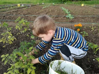 Prva urbana bašta u BiH: Kako su građani od zapuštenog gradskog zemljišta napravili vrt prepun povrća uzgojenog na bio način