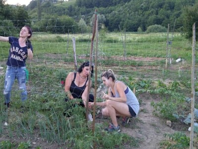 Prva urbana bašta u BiH: Kako su građani od zapuštenog gradskog zemljišta napravili vrt prepun povrća uzgojenog na bio način