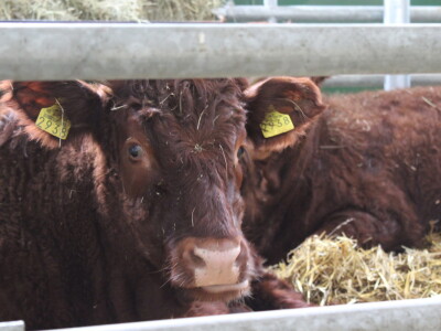 Prvi dan 23. Proljetnog međunarodnog bjelovarskog sajma