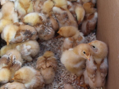 Prvi dan 23. Proljetnog međunarodnog bjelovarskog sajma