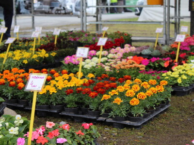 Prvi dan 23. Proljetnog međunarodnog bjelovarskog sajma