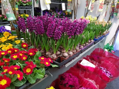 Prvi dan 23. sajma Viroexpo 2018