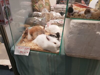 Prvi dan 23. sajma Viroexpo 2018