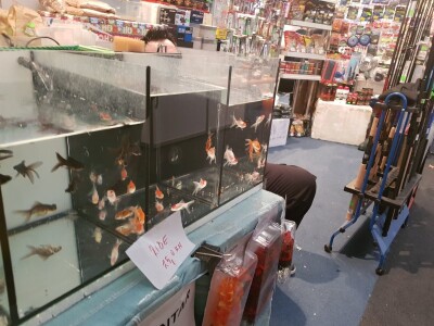 Prvi dan 23. sajma Viroexpo 2018