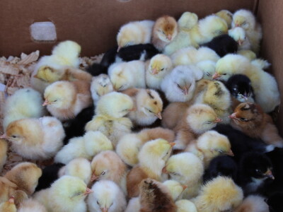 Prvi dan 24. Proljetnog međunarodnog bjelovarskog sajma