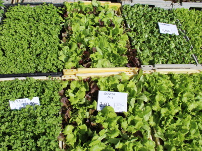 Prvi dan 24. Proljetnog međunarodnog bjelovarskog sajma