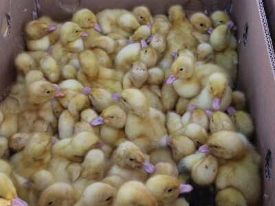 Prvi dan 24. Proljetnog međunarodnog bjelovarskog sajma