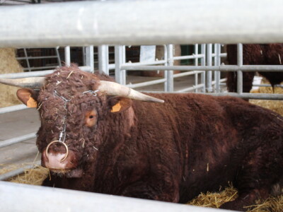 Prvi dan 24. Proljetnog međunarodnog bjelovarskog sajma