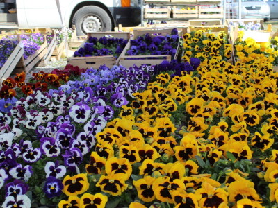 Prvi dan 24. Proljetnog međunarodnog bjelovarskog sajma