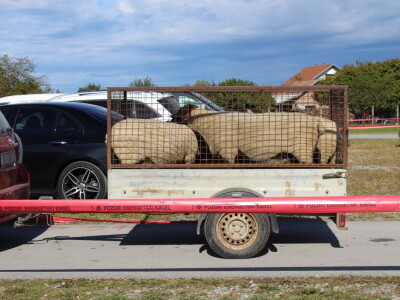 Prvi dan 29. Jesenskog međunarodnog bjelovarskog sajma