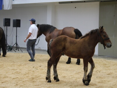 Prvi dan 29. Jesenskog međunarodnog bjelovarskog sajma