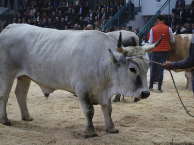Prvi dan 31. Jesenskog međunarodnog bjelovarskog sajma