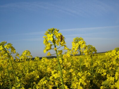 Prvi KWS Clearfield hibrid u ponudi ove sezone!