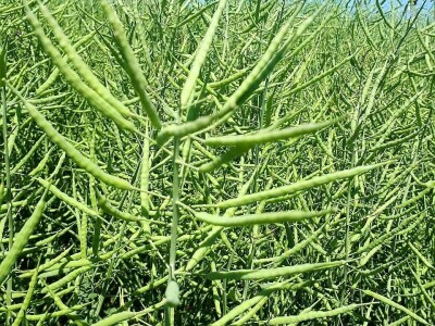 Prvi KWS Clearfield hibrid u ponudi ove sezone!