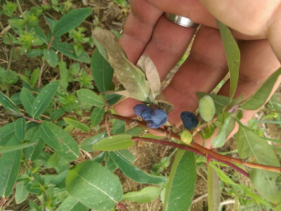 prvi plodovi haskapa na OPG Cetinić