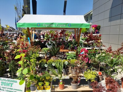 Prvi proljetni sajam u Čepinu