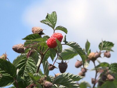 Prvi rod maline otkupljuje se po ceni od 350 dinara