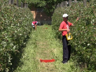 Prvi rod maline otkupljuje se po ceni od 350 dinara