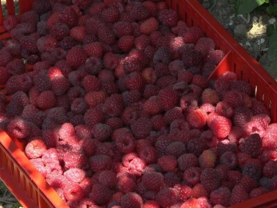 Prvi rod maline otkupljuje se po ceni od 350 dinara