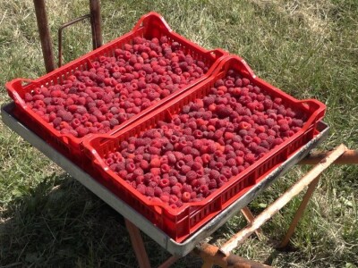 Prvi rod maline otkupljuje se po ceni od 350 dinara