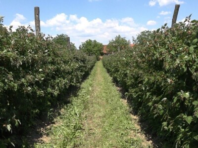 Prvi rod maline otkupljuje se po ceni od 350 dinara