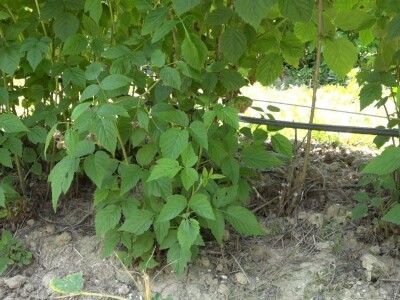 Prvi rod maline otkupljuje se po ceni od 350 dinara