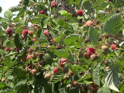 Prvi rod maline otkupljuje se po ceni od 350 dinara