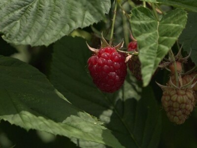 Prvi rod maline otkupljuje se po ceni od 350 dinara