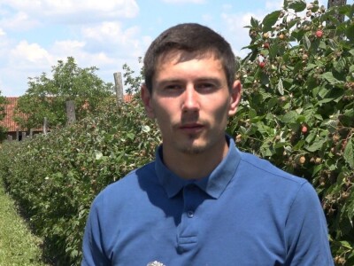 Prvi rod maline otkupljuje se po ceni od 350 dinara