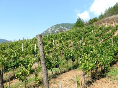 Prvi vinograd kod Markovića