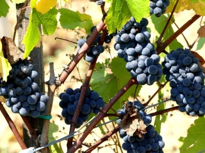 Prvi vinograd kod Markovića