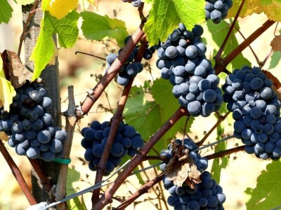 Prvi vinograd kod Markovića