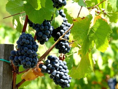 Prvi vinograd kod Markovića