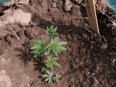 Prvi zasad hmelja u Jakupovcima