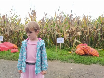 Prvo međunarodno takmičenje u ručnoj berbi kukuruza Prvo međunarodno takmičenje u ručnoj berbi kukuruza