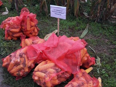 Prvo međunarodno takmičenje u ručnoj berbi kukuruza Prvo međunarodno takmičenje u ručnoj berbi kukuruza
