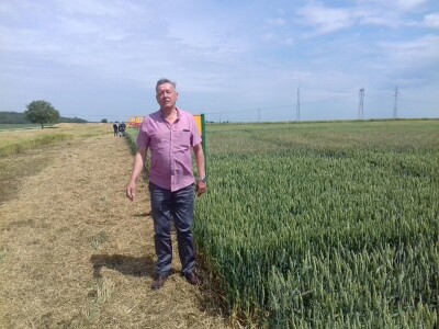 pšenica 2020 pšenica 2020