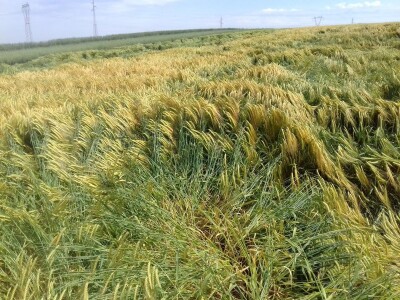 pšenica 2020 pšenica 2020